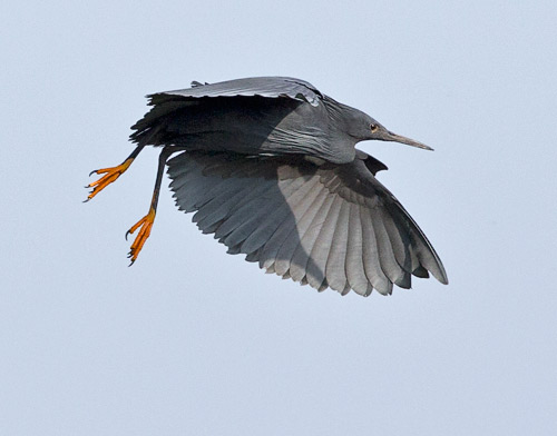 Black Egret in flight